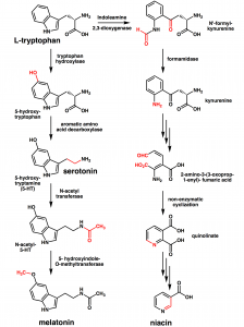 Tryptophan converts into serotonin and melatonin