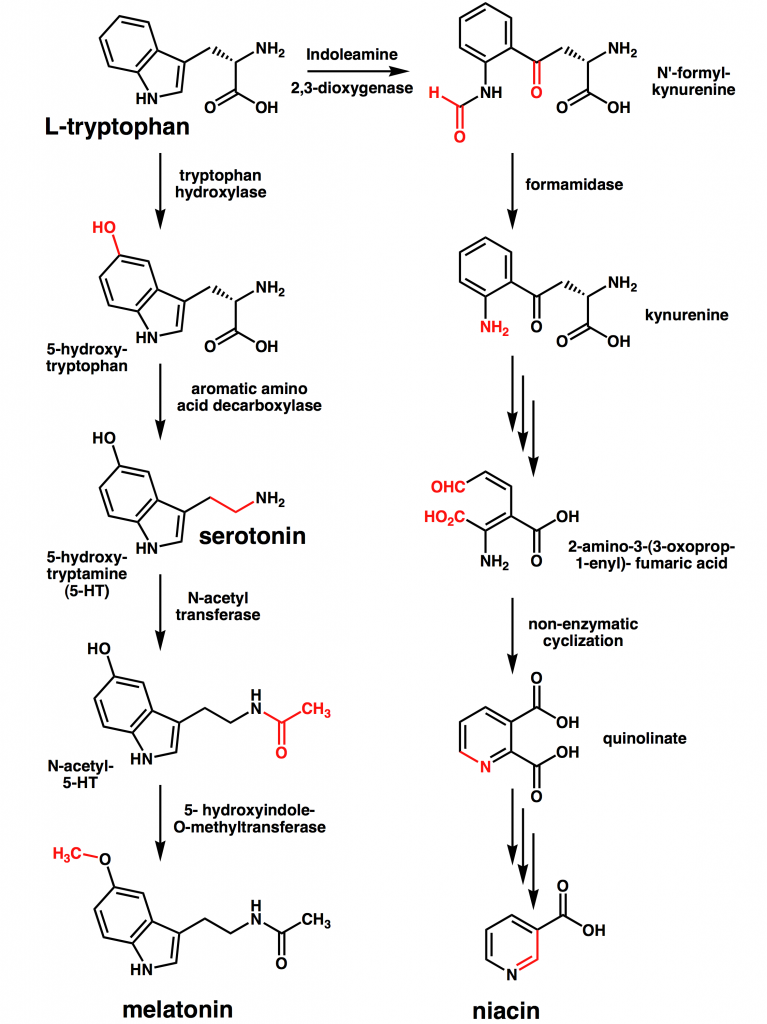 Should I Take Tryptophan Or 5Htp at Christine Wright blog