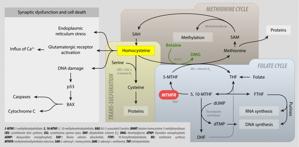 Methylation cycle showing the role of methylfolate in regulating various different pathways