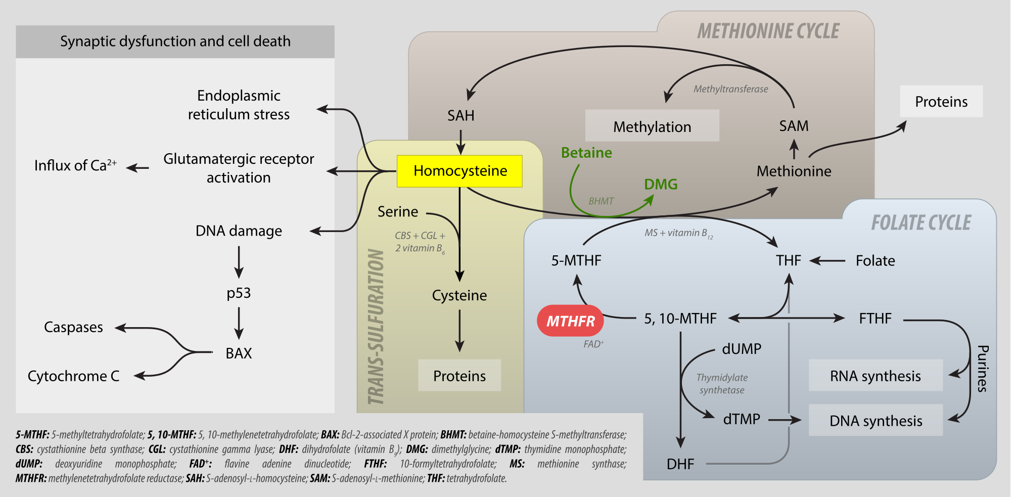 Фолиевый цикл. Синтез метионина биохимия. Цикл метионин гомоцистеин. Цикл метионина биохимия. Фолатный цикл биохимия.