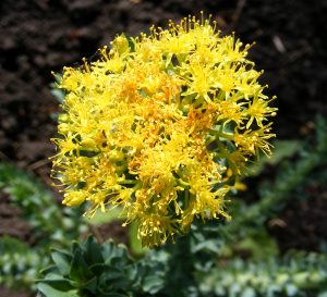 Rhodiola Rosea as a gaming nootropic